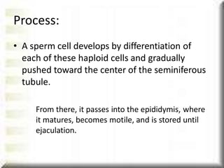 • A sperm cell develops by differentiation of
each of these haploid cells and gradually
pushed toward the center of the seminiferous
tubule.
From there, it passes into the epididymis, where
it matures, becomes motile, and is stored until
ejaculation.
Process:
 