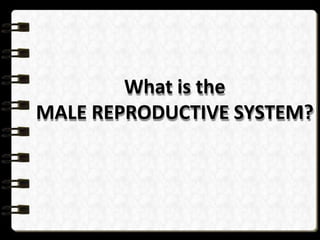 What is the
MALE REPRODUCTIVE SYSTEM?
 