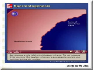 Click to see the video
 