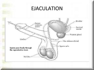 EJACULATION
 