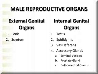 MALE REPRODUCTIVE ORGANS
External Genital
Organs
1. Penis
2. Scrotum
Internal Genital
Organs
1. Testis
2. Epididymis
3. Vas Deferens
4. Accessory Glands
a. Seminal Vesicles
b. Prostate Gland
c. Bulbourethral Glands
 