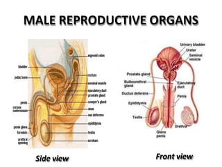 MALE REPRODUCTIVE ORGANS
Side view Front view
 