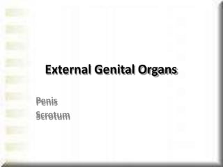 External Genital Organs
Penis
Scrotum
 