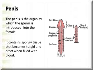Penis
The penis is the organ by
which the sperm is
introduced into the
female.
It contains spongy tissue
that becomes turgid and
erect when filled with
blood.
 