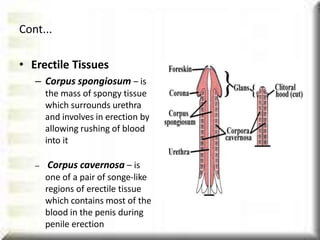 • Erectile Tissues
– Corpus spongiosum – is
the mass of spongy tissue
which surrounds urethra
and involves in erection by
allowing rushing of blood
into it
– Corpus cavernosa – is
one of a pair of songe-like
regions of erectile tissue
which contains most of the
blood in the penis during
penile erection
Cont...
 