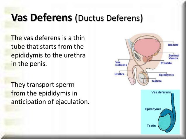 male reproductive system plural form of epididymis