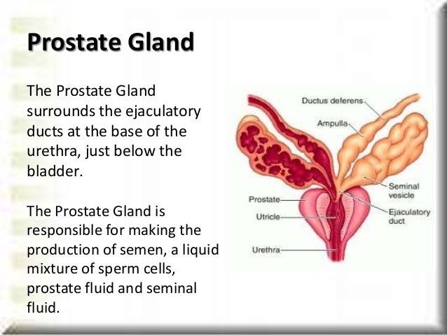 Bladder or Urinary Tract Infection With a Negative Test Result