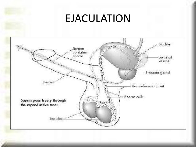 Description Of Male Orgasm 83