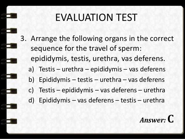 male reproductive system plural form of epididymis
