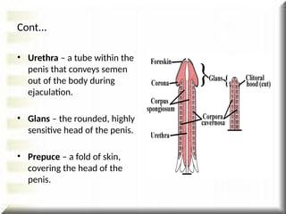 • Urethra – a tube within the
penis that conveys semen
out of the body during
ejaculation.
• Glans – the rounded, highly
sensitive head of the penis.
• Prepuce – a fold of skin,
covering the head of the
penis.
Cont...
 