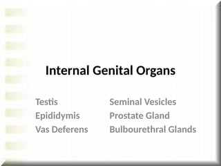 Testis
Epididymis
Vas Deferens
Internal Genital Organs
Seminal Vesicles
Prostate Gland
Bulbourethral Glands
 