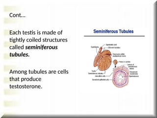 Cont…
Each testis is made of
tightly coiled structures
called seminiferous
tubules.
Among tubules are cells
that produce
testosterone.
 