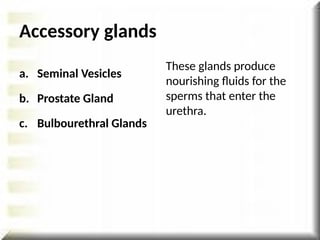 a. Seminal Vesicles
b. Prostate Gland
c. Bulbourethral Glands
These glands produce
nourishing fluids for the
sperms that enter the
urethra.
Accessory glands
 