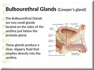 Bulbourethral Glands (Cowper’s gland)
The Bulbourethral Glands
are two small glands
located on the sides of the
urethra just below the
prostate gland.
These glands produce a
clear, slippery fluid that
empties directly into the
urethra.
 