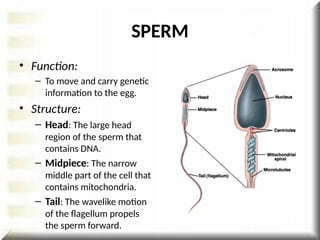 SPERM
• Function:
– To move and carry genetic
information to the egg.
• Structure:
– Head: The large head
region of the sperm that
contains DNA.
– Midpiece: The narrow
middle part of the cell that
contains mitochondria.
– Tail: The wavelike motion
of the flagellum propels
the sperm forward.
 