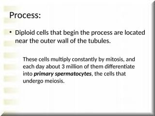 Process:
• Diploid cells that begin the process are located
near the outer wall of the tubules.
These cells multiply constantly by mitosis, and
each day about 3 million of them differentiate
into primary spermatocytes, the cells that
undergo meiosis.
 