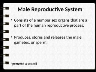 Male Reproductive System
• Consists of a number sex organs that are a
part of the human reproductive process.
• Produces, stores and releases the male
gametes, or sperm.
*gametes- a sex cell
 