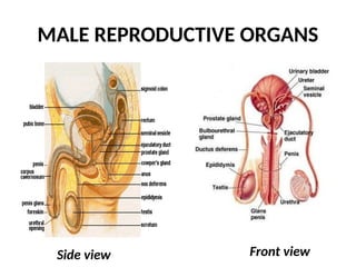 MALE REPRODUCTIVE ORGANS
Side view Front view
 