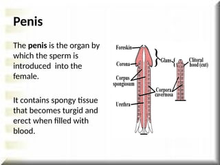 Penis
The penis is the organ by
which the sperm is
introduced into the
female.
It contains spongy tissue
that becomes turgid and
erect when filled with
blood.
 