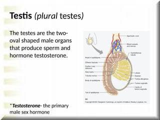 Testis (plural testes)
The testes are the two-
oval shaped male organs
that produce sperm and
hormone testosterone.
*Testosterone- the primary
male sex hormone
 