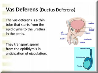 Vas Deferens (Ductus Deferens)
The vas deferens is a thin
tube that starts from the
epididymis to the urethra
in the penis.
They transport sperm
from the epididymis in
anticipation of ejaculation.
 