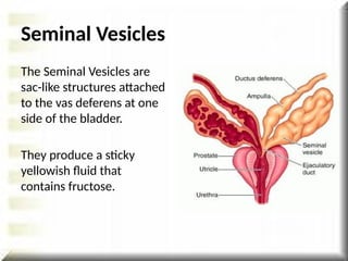 Seminal Vesicles
The Seminal Vesicles are
sac-like structures attached
to the vas deferens at one
side of the bladder.
They produce a sticky
yellowish fluid that
contains fructose.
 