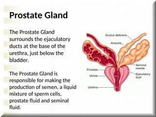 Prostate Gland
The Prostate Gland
surrounds the ejaculatory
ducts at the base of the
urethra, just below the
bladder.
The Prostate Gland is
responsible for making the
production of semen, a liquid
mixture of sperm cells,
prostate fluid and seminal
fluid.
 