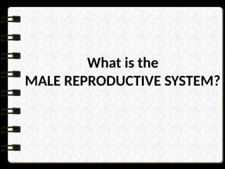 What is the
MALE REPRODUCTIVE SYSTEM?
 