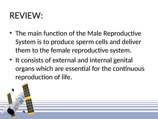 REVIEW:
• The main function of the Male Reproductive
System is to produce sperm cells and deliver
them to the female reproductive system.
• It consists of external and internal genital
organs which are essential for the continuous
reproduction of life.
 