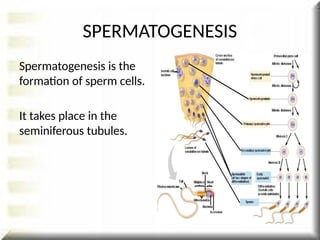 Spermatogenesis is the
formation of sperm cells.
It takes place in the
seminiferous tubules.
SPERMATOGENESIS
 
