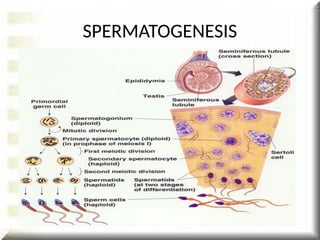 SPERMATOGENESIS
 