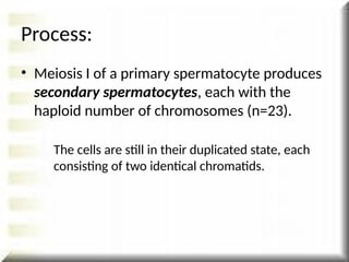 • Meiosis I of a primary spermatocyte produces
secondary spermatocytes, each with the
haploid number of chromosomes (n=23).
The cells are still in their duplicated state, each
consisting of two identical chromatids.
Process:
 