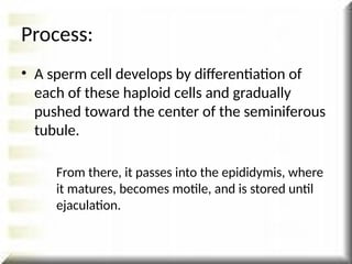 • A sperm cell develops by differentiation of
each of these haploid cells and gradually
pushed toward the center of the seminiferous
tubule.
From there, it passes into the epididymis, where
it matures, becomes motile, and is stored until
ejaculation.
Process:
 