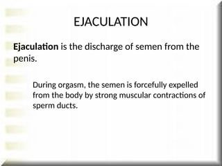 EJACULATION
Ejaculation is the discharge of semen from the
penis.
During orgasm, the semen is forcefully expelled
from the body by strong muscular contractions of
sperm ducts.
 