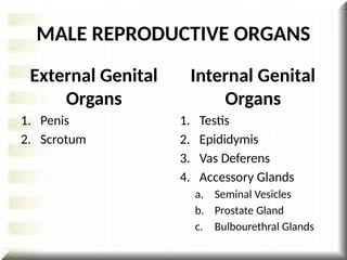 MALE REPRODUCTIVE ORGANS
External Genital
Organs
1. Penis
2. Scrotum
Internal Genital
Organs
1. Testis
2. Epididymis
3. Vas Deferens
4. Accessory Glands
a. Seminal Vesicles
b. Prostate Gland
c. Bulbourethral Glands
 