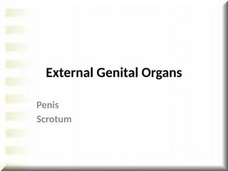 External Genital Organs
Penis
Scrotum
 
