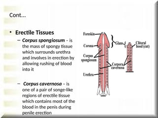 • Erectile Tissues
– Corpus spongiosum – is
the mass of spongy tissue
which surrounds urethra
and involves in erection by
allowing rushing of blood
into it
– Corpus cavernosa – is
one of a pair of songe-like
regions of erectile tissue
which contains most of the
blood in the penis during
penile erection
Cont...
 