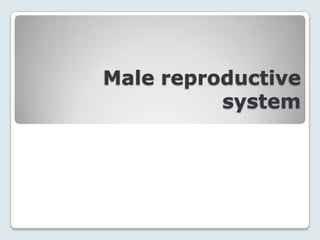 Male reproductive
          system
 
