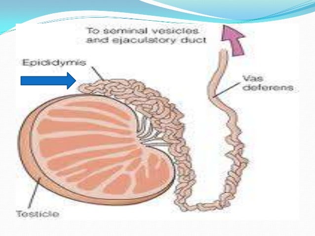 Male reproductive system
