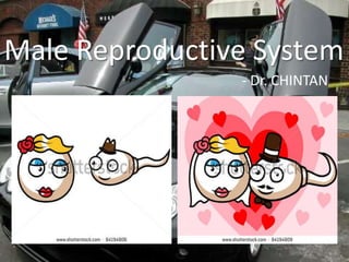 Male Reproductive System
- Dr. CHINTAN

 