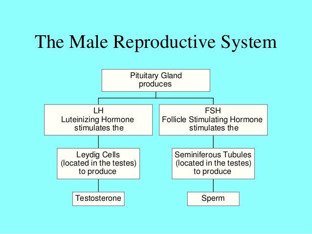 reproductive system ms female reproductive system flow chart