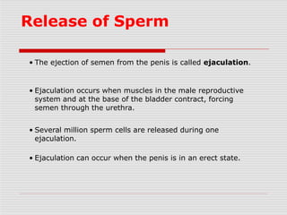 Male Reproductive System PPTX Male Reproductive System PPTX
