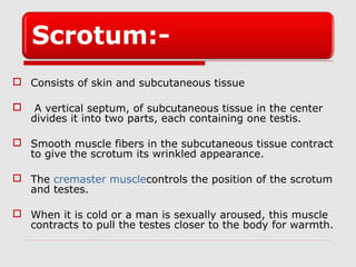 Male reproductive system | PPT