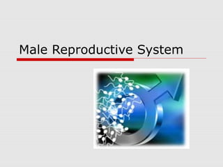 Male Reproductive System
 