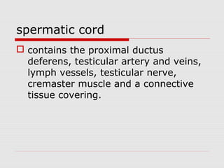 spermatic cord
 contains the proximal ductus
deferens, testicular artery and veins,
lymph vessels, testicular nerve,
cremaster muscle and a connective
tissue covering.
 