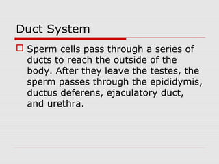 Duct System
 Sperm cells pass through a series of
ducts to reach the outside of the
body. After they leave the testes, the
sperm passes through the epididymis,
ductus deferens, ejaculatory duct,
and urethra.
 