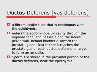 Ductus Deferens [vas deferens]
 a fibromuscular tube that is continuous with
the epididymis.
 enters the abdominopelvic cavity through the
inguinal canal and passes along the lateral
pelvic wall, behind bladder & toward the
prostate gland. Just before it reaches the
prostate gland, each ductus deferens enlarges
to form an ampulla.
 Sperm are stored in the proximal portion of the
ductus deferens, near the epididymis
 