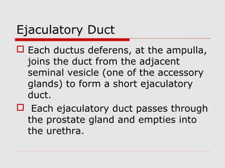 Ejaculatory Duct
 Each ductus deferens, at the ampulla,
joins the duct from the adjacent
seminal vesicle (one of the accessory
glands) to form a short ejaculatory
duct.
 Each ejaculatory duct passes through
the prostate gland and empties into
the urethra.
 
