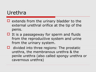 Urethra
 extends from the urinary bladder to the
external urethral orifice at the tip of the
penis.
 It is a passageway for sperm and fluids
from the reproductive system and urine
from the urinary system.
 divided into three regions: The prostatic
urethra, the membranous urethra & the
penile urethra (also called spongy urethra or
cavernous urethra)
 