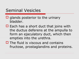 Seminal Vesicles
 glands posterior to the urinary
bladder.
 Each has a short duct that joins with
the ductus deferens at the ampulla to
form an ejaculatory duct, which then
empties into the urethra.
 The fluid is viscous and contains
fructose, prostaglandins and proteins.
 